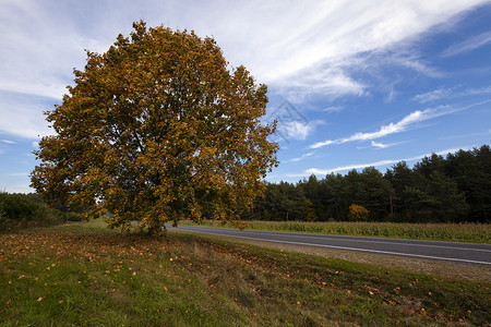秋天路金子风景车道叶子季节木头爬坡橙子草地街道背景图片