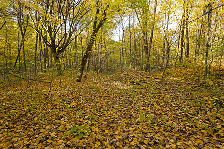秋木场景森林耀斑国家树木植物木头生长公园金子背景图片