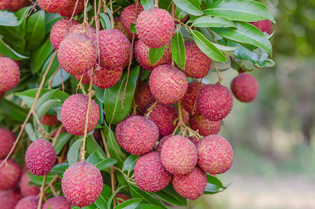 柳叶果树叶果园绿色皮肤粉色营养水果热带植物荔枝背景图片