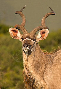 南非长角羚带长角的男性外套白色警报哺乳动物耳朵羚羊牛角衬套条纹草原背景