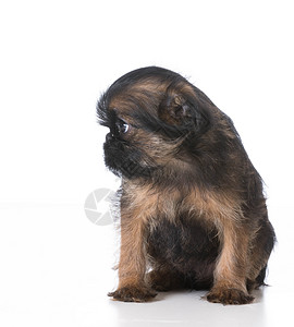 悲伤狗耳朵婴儿工作室动物宠物狮鹫情感黑色棕色小狗高清图片