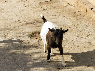 棕色小山羊小牛毛皮羊毛牧场乐趣农场跳跃婴儿玩具孩子女性背景