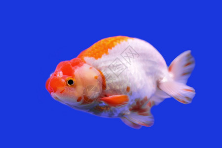 兰寿金鱼自然小的高清图片