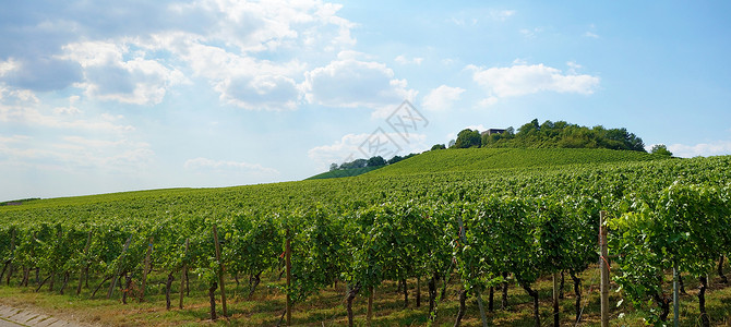 葡萄园全景农村酒厂国家蓝色农业树叶生产爬坡植物栽培高清图片