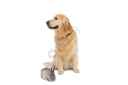 配有金色寻金器的可爱毛灰兔兔子灰色宠物家畜犬类背景图片