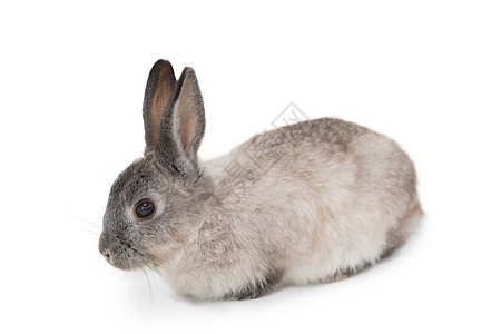 可爱的毛青白兔子兔子灰色宠物家畜背景图片