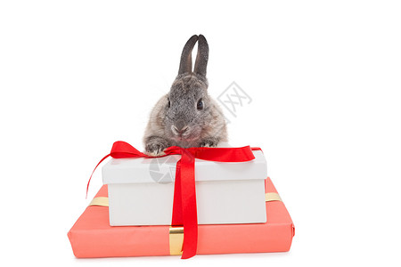 兔兔坐在粉红礼物盒后面背景图片