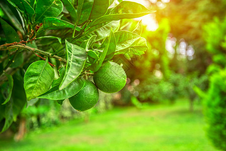 利梅树果园食物钥匙农业柠檬果汁水果农场青柠植物高清图片