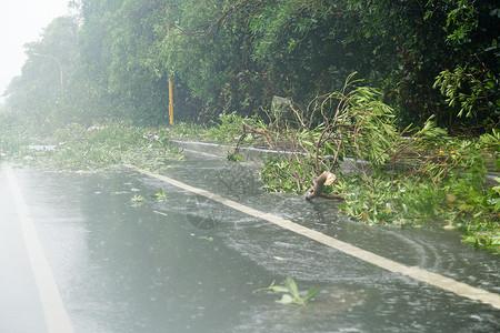 连根拔起的树台风期间在路上的Debri森林风暴树木绿色障碍街道飓风树干损害路障背景