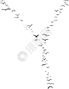 飞翔的鸟剪贴画鸟类形成于Y编队动物飞行蝙蝠字母插图背景