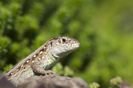 沙蜥蜴 女性灰色蜉蝣爬虫动物群石头动物背景图片