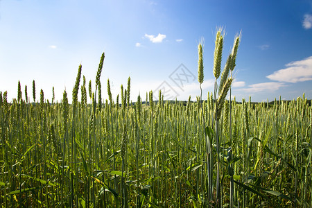 绿颗粒小麦植物土地国家生长主食太阳农业食物农场高清图片