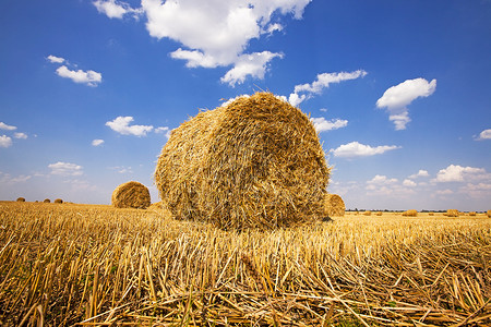 瑞克稻草堆阴影蓝色面包农村食物圆圈玉米农场场地种子背景