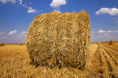 稻草堆谷物场地农业场景玉米收获金子牧场季节植物高清图片
