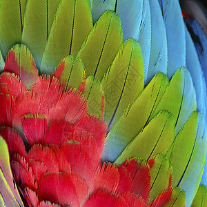 绿翼马aw羽毛活力翅膀红色鹦鹉野生动物绿翅热带蓝色绿色背景图片