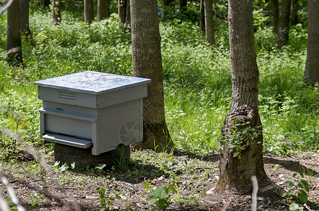 森林中的单蜂木头树木叶子蜂窝蓝色森林衬套土壤灰色养蜂业背景图片
