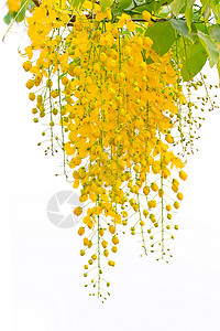黄色花墙花国家植物群艺术热带金子淋浴白色金链花墙纸植物背景