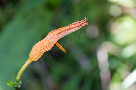 橙花选择性橙子焦点植物花朵宏观背景图片