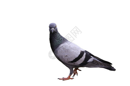 白色和灰色鸟鸽子在走路尾巴灰色红色身体绿色白色生物脖子翅膀跑步背景