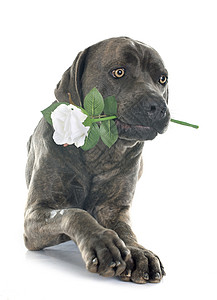 哆啦a梦和大雄意大利大雄和花朵成人宠物生日玫瑰工作室礼物獒犬灰色男性动物背景