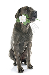 哆啦a梦和大雄意大利大雄和花朵男性玫瑰獒犬动物宠物成人工作室灰色礼物生日背景