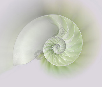 斐波那契螺旋Nautilus 贝壳切割天空阳光海滩漩涡几何学海洋螺旋曲线珍珠热带背景