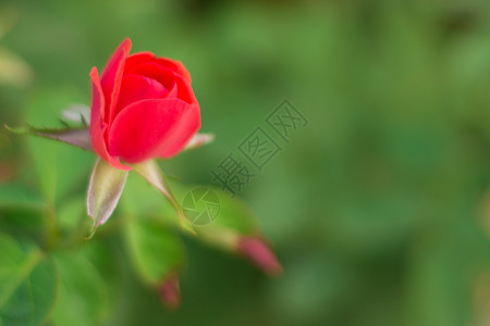 模糊背景上的玫瑰高清图片