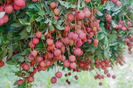 柳叶果水果荔枝饮食皮肤果园红色营养绿色粉色植物背景图片