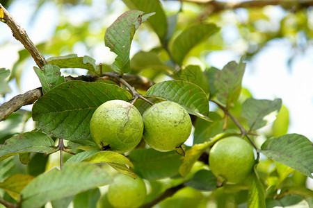 戈斯巴树上的果实和叶子圆圈营养收成水果生活农业饮食植物种子蔬菜背景