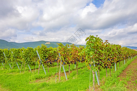 长列葡萄 有城堡汉巴赫施洛斯蓝色农村树叶国家生产栽培旅游农田藤蔓植物背景