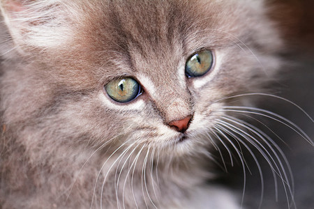 绿色眼睛小猫可爱的小猫孩子野生动物头发食肉毛皮哺乳动物猫咪微笑眼睛猫科动物背景