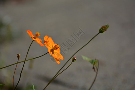 橙野花背景图片
