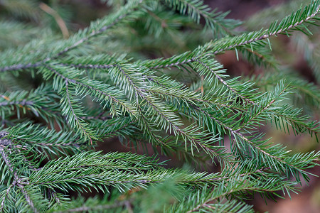 Spruce 树特写植物枞树森林节日松树植物群假期背景问候新年背景图片