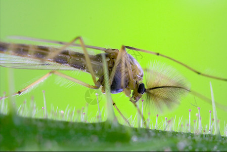按蚊科蚊子的蛋白藻类枝条天线头发爪子荒野积分花园库蚊衬套蚊科背景