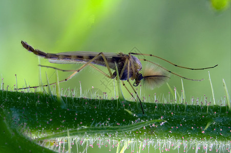 蚊子荒野翅膀天线弯曲河岸库蚊叶子枝条衬套昆虫高清图片