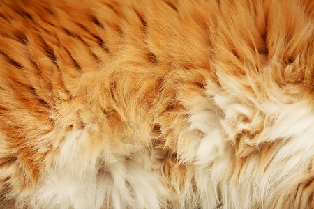 斑皮肤蓬松的皮毛外套宏观老虎斑点狮子皮肤皮革材料纹理隐藏背景