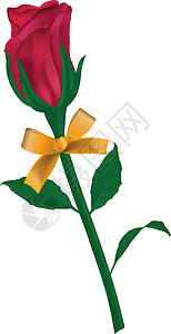 玫瑰叶玫瑰丝带和叶叶设计图片