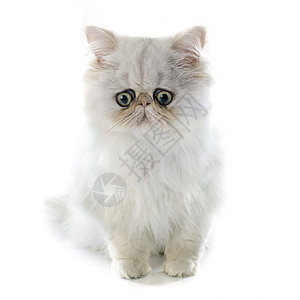 百塞小猫动物猫科动物长发工作室宠物白色背景图片