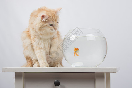 猫咪想买只脚金鱼高清图片