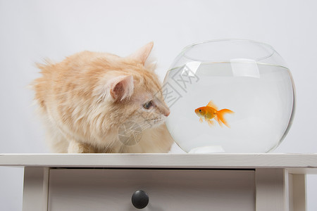 猫在水族馆里看金鱼高清图片