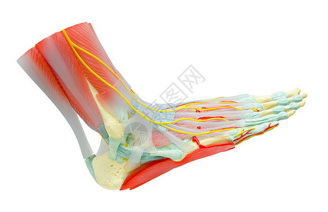 左圆韧带人类足部肌肉解剖模型 用于研究医学胫骨学习药品数字馆腓骨柔性身体跗骨距骨运动背景