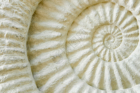 头足类动物Ammonite史前化石宏观古董矿物海洋灭绝圆圈化石地质学螺旋贝壳背景