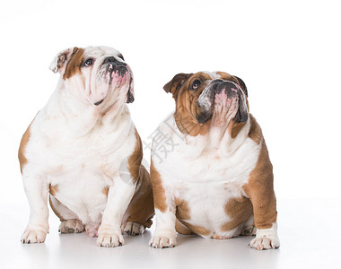 两只狗往上看白色小狗宠物儿子斗牛犬犬类哺乳动物英语情感父亲背景图片