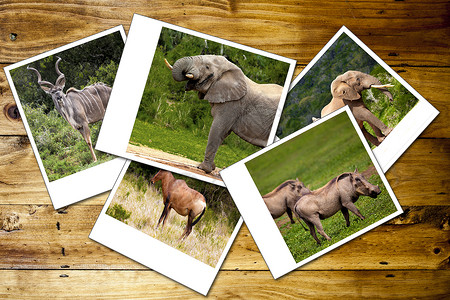 非洲野生动物照片的拼贴高清图片
