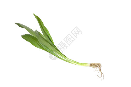 新鲜的黄瓜 锯齿长叶草本植物洋葱香料烹饪香味恶臭食物香菜花园蔬菜背景图片