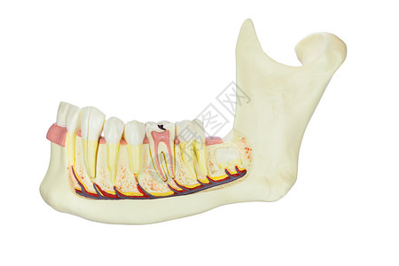 白底的牙齿被孤立的模拟人类下巴骨高清图片