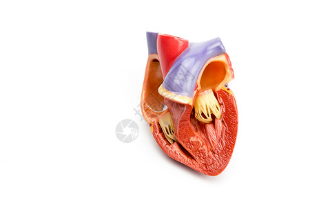 心脏功能白背景的开阔人类心脏分离模式模型背景