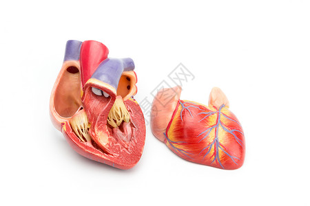 心脏功能敞开的人类心脏模型显示于内心背景