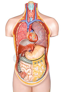骨盆后倾塑料人体模型 在白后腹骨上隔离器官背景