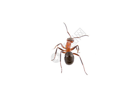 大蚂蚁白色背景上的褐蚂蚁昆虫宠物棕色红色黑色荒野天线宏观动物背景